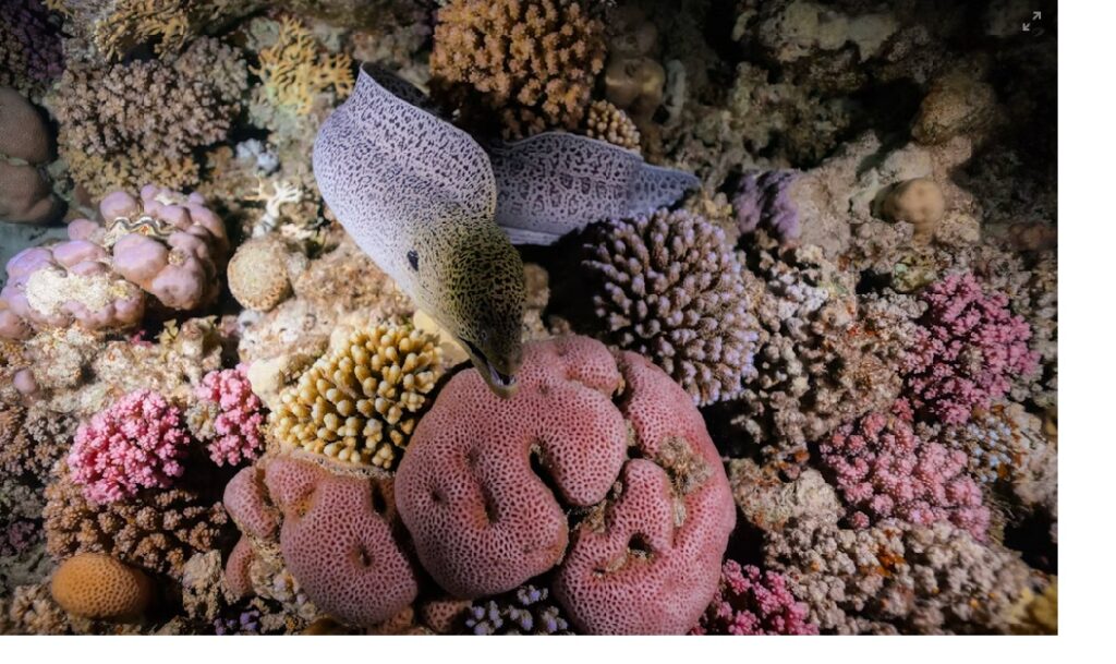 Amed Night Diving