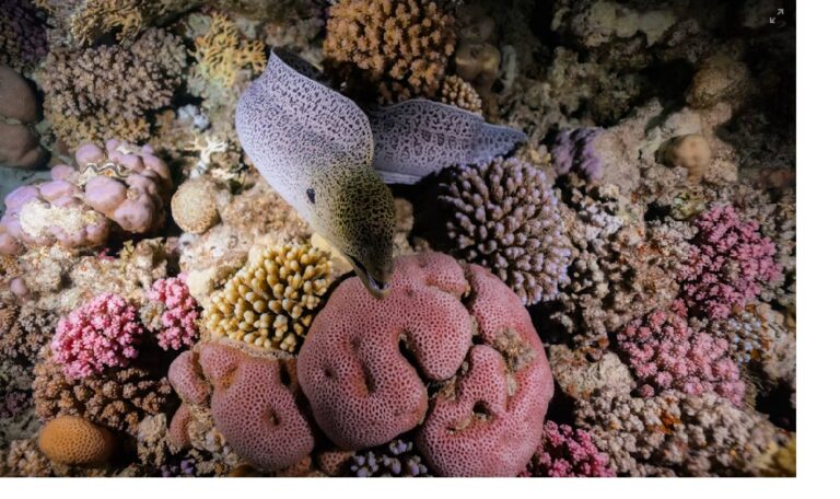 Amed Bight Diving