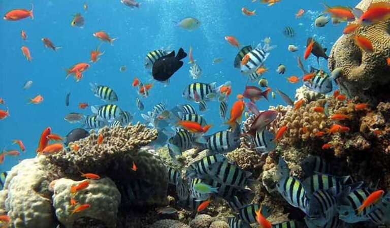 Best Marine Animals in Amed