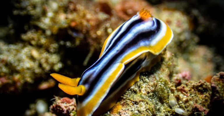 Best Time to Go Diving in Amed Bali