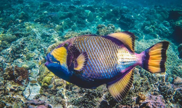 Fish Species in Amed