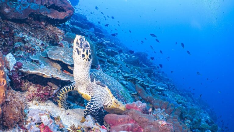 How to Choose a Diving Center in Amed