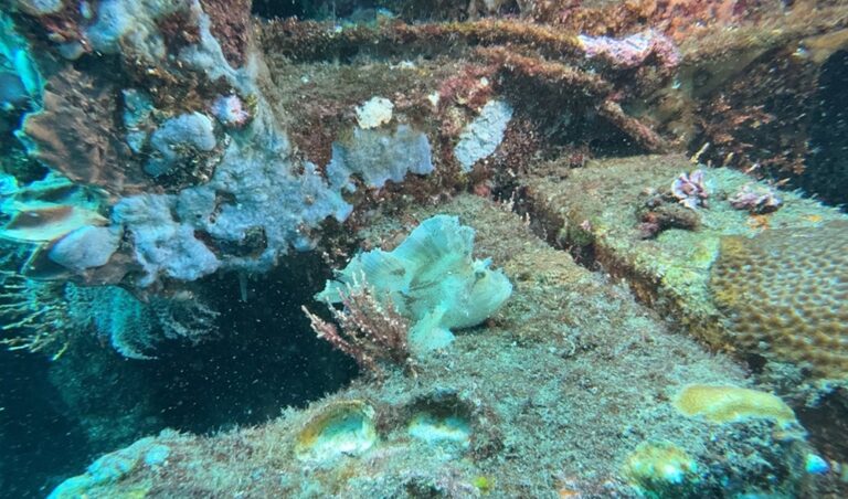 Is Scuba Diving Difficult for Beginners