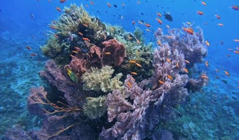 Macro Diving in Amed