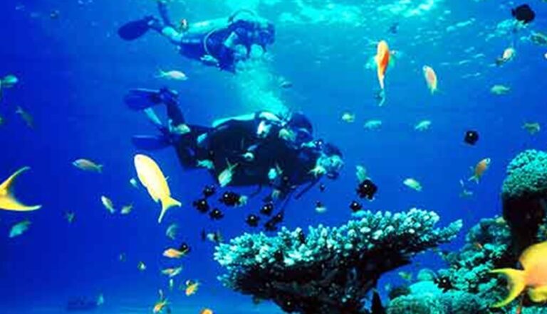 Marine Life in Amed Bali
