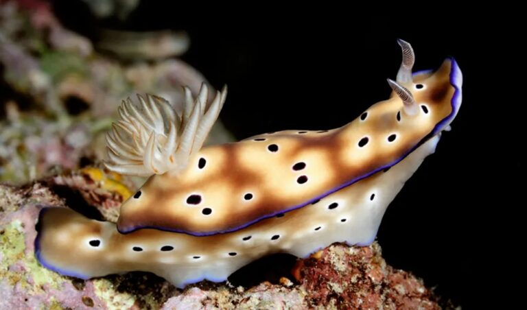 Nudibranch Hunting in Amed