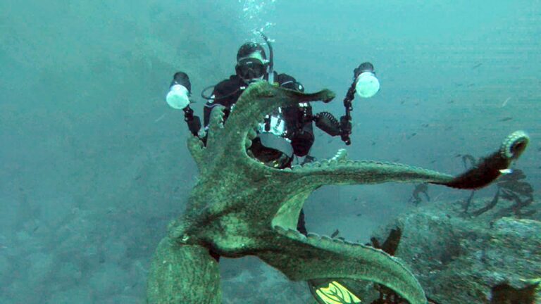 Octopus Diving Experience Amed