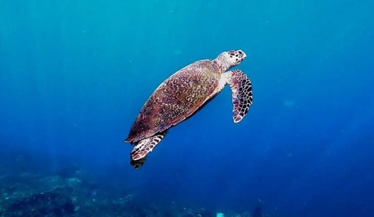 Turtle Diving in Amed Bali