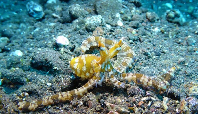 What Happens During Your First Dive?