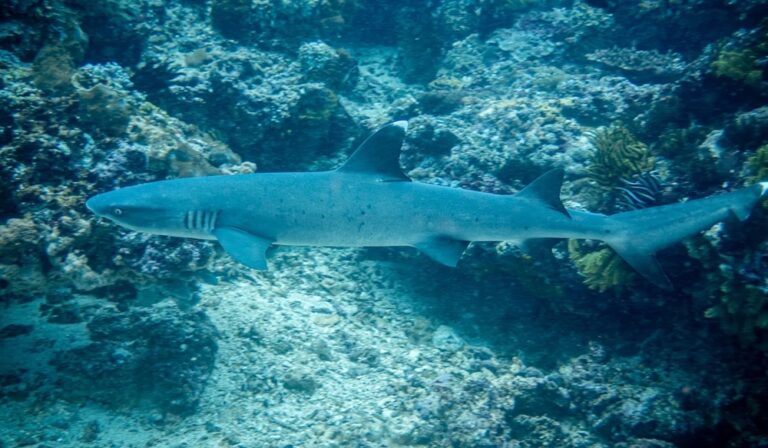 What to Expect Underwater During Amed Diving